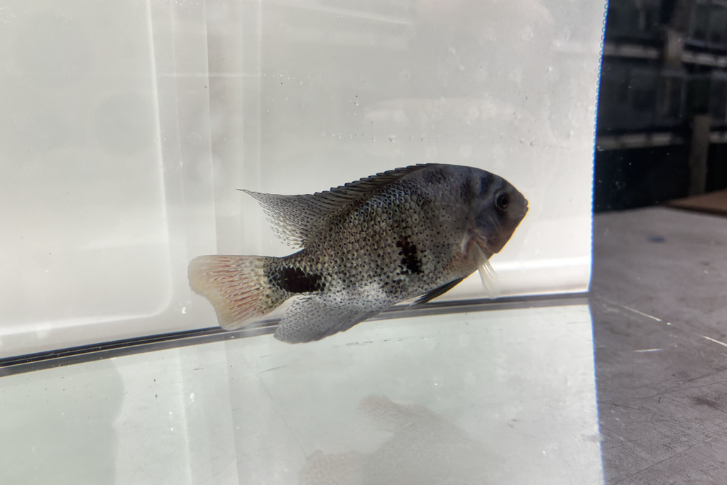 Black Belt Cichlid