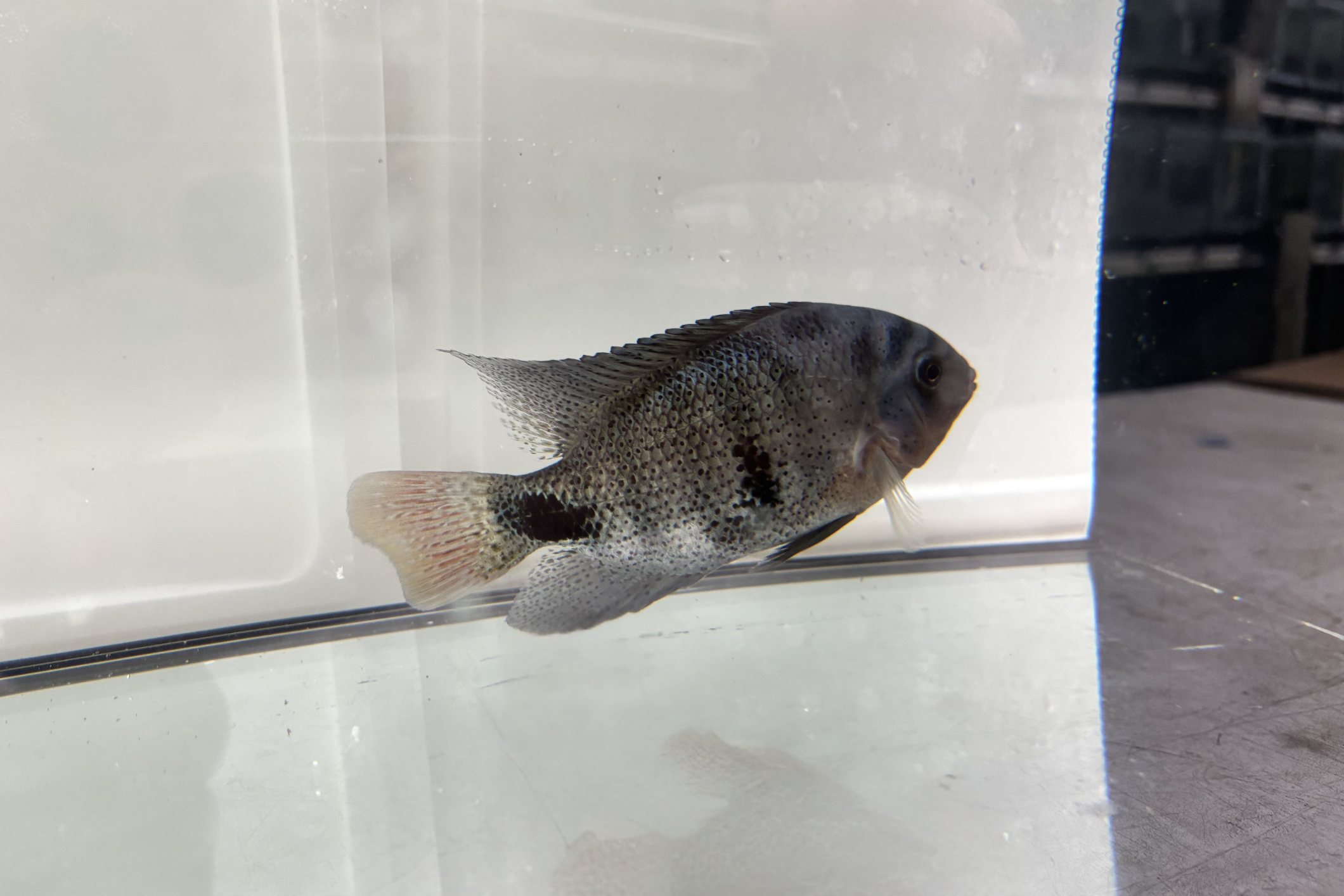 Black Belt Cichlid