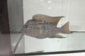 Brasiliensis Cichlid
