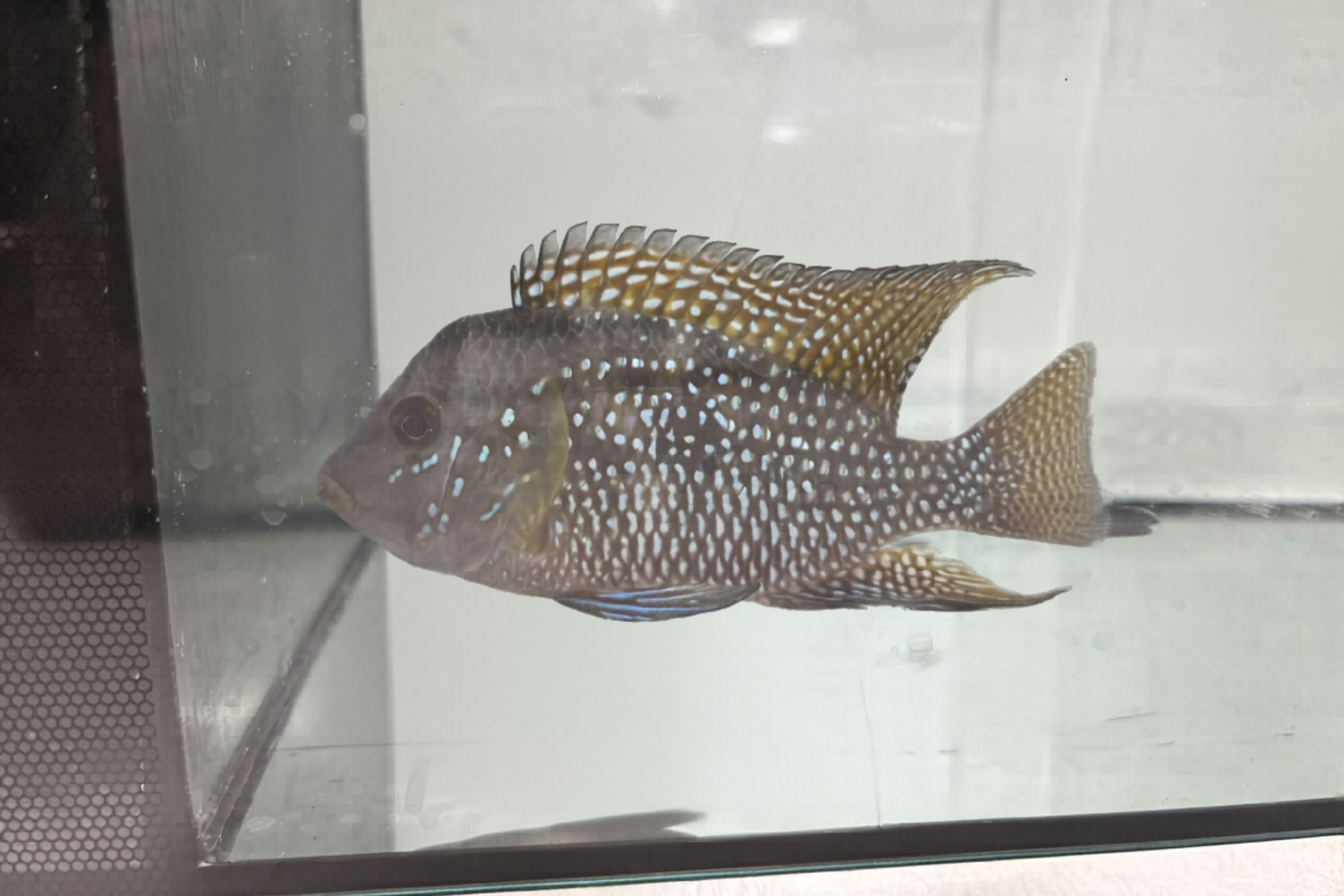 Brasiliensis Cichlid