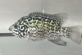 Cuban Tetracanthus Cichlid