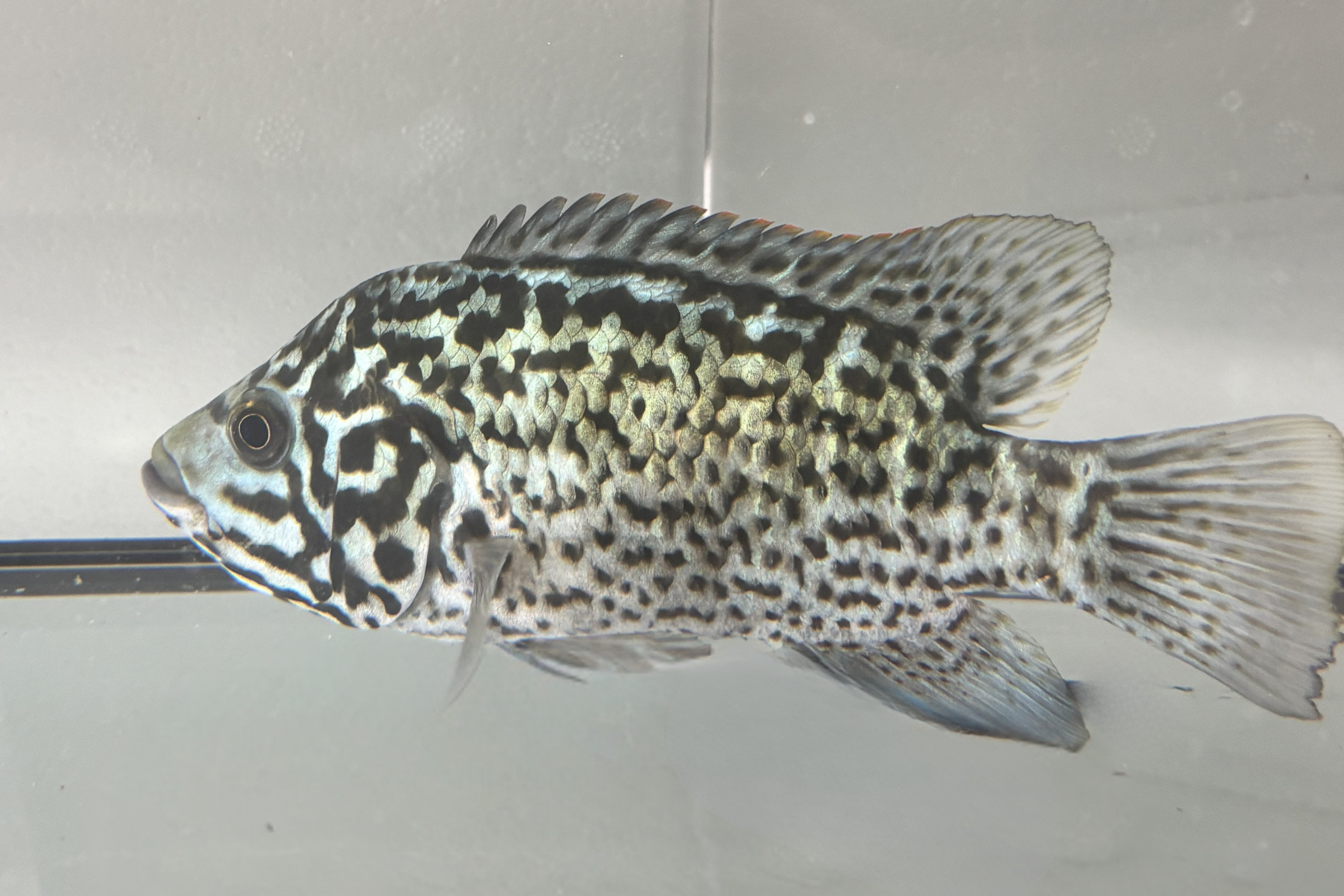 Cuban Tetracanthus Cichlid