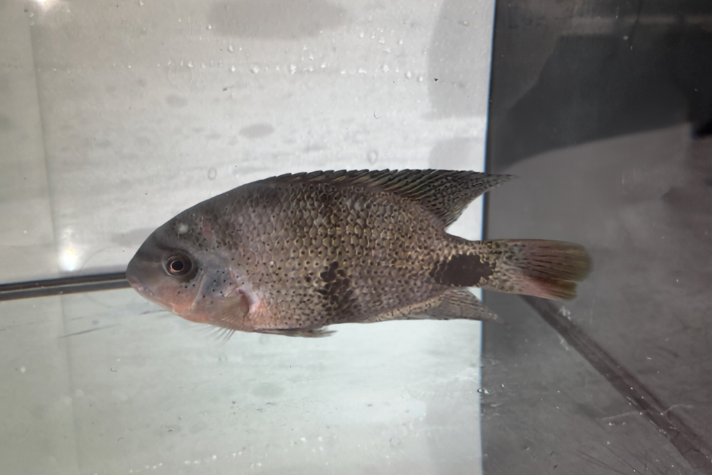 Black Belt Cichlid