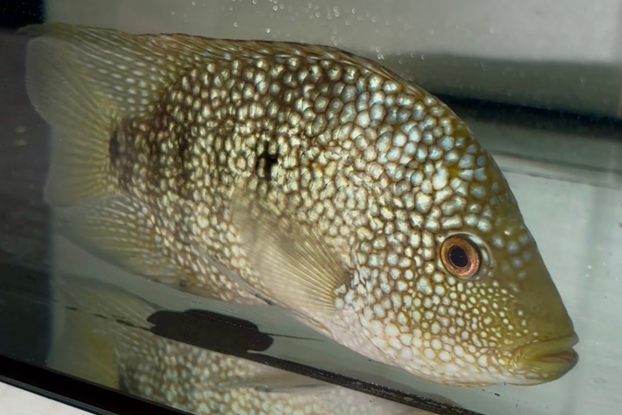 Green Texas Cichlid