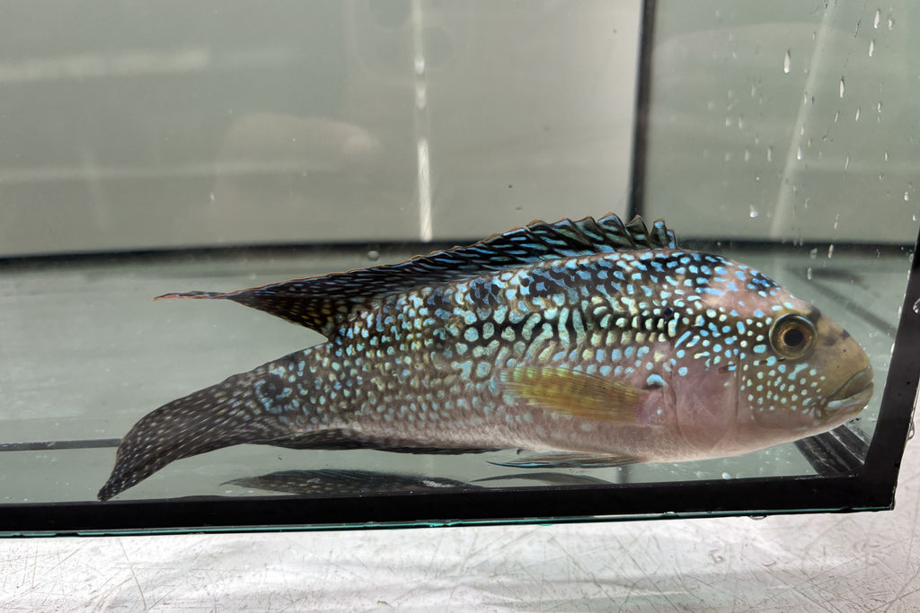 Jack Dempsey Cichlid
