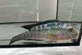 Jack Dempsey Cichlid