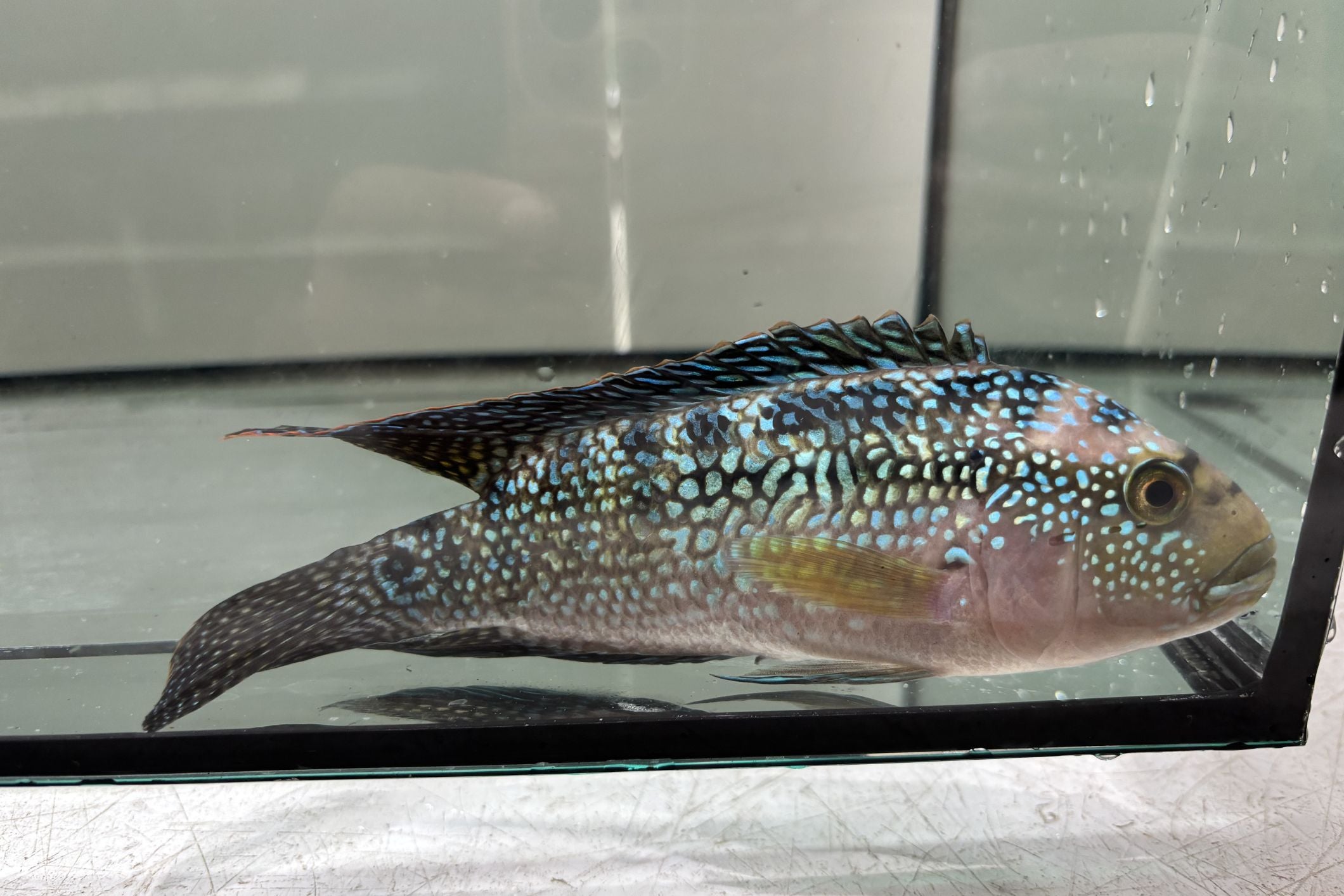 Jack Dempsey Cichlid