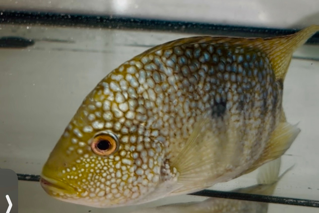 Green Texas Cichlid