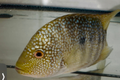 Green Texas Cichlid