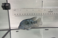 Electric Blue Texas Cichlid