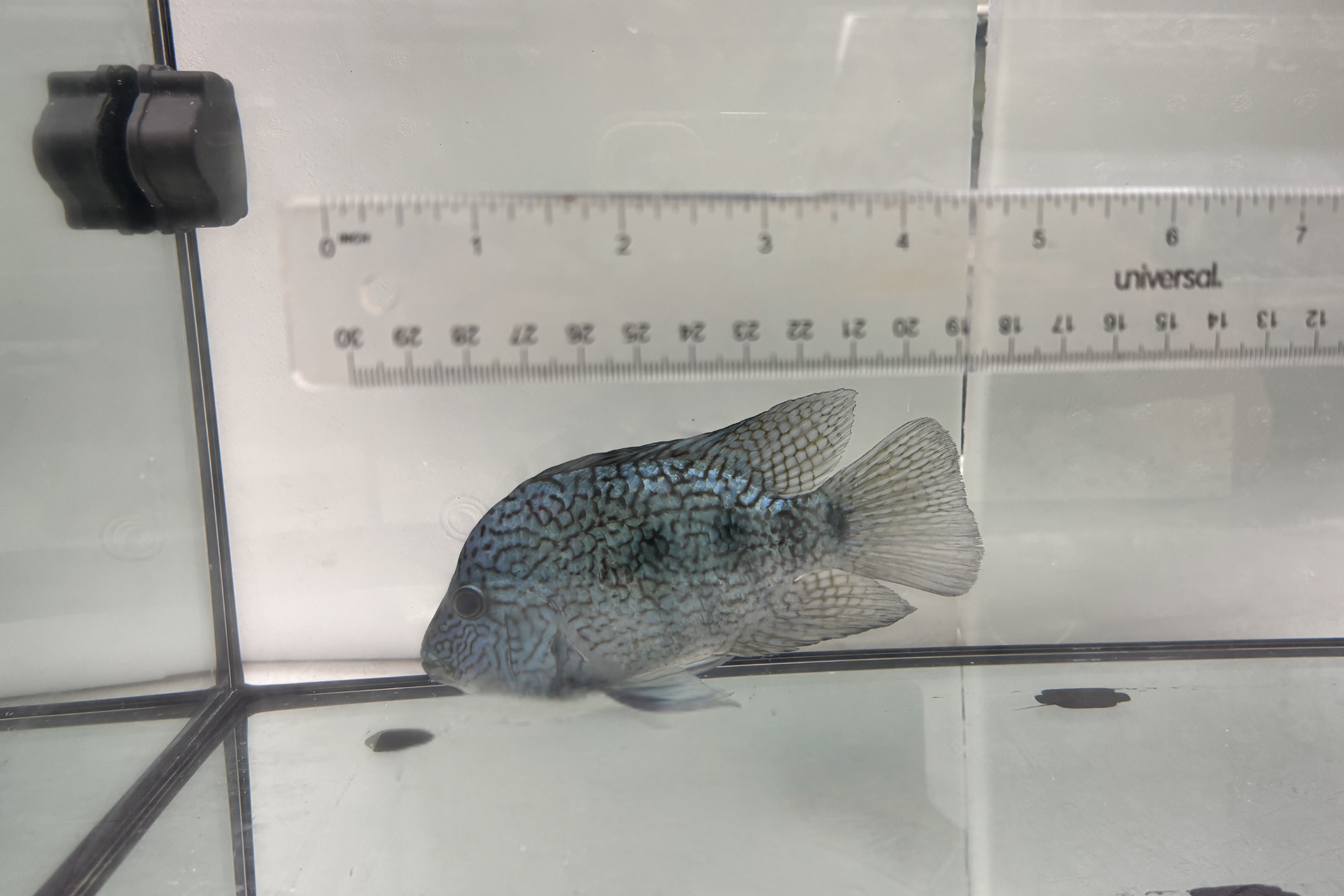 Electric Blue Texas Cichlid