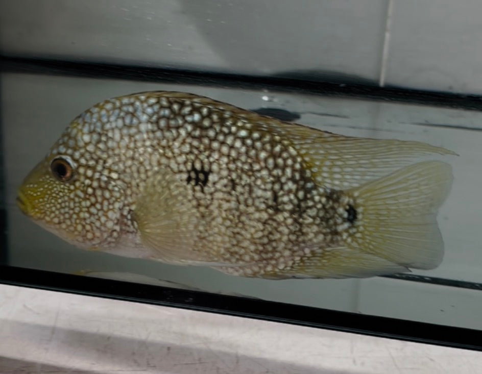 Green Texas Cichlid
