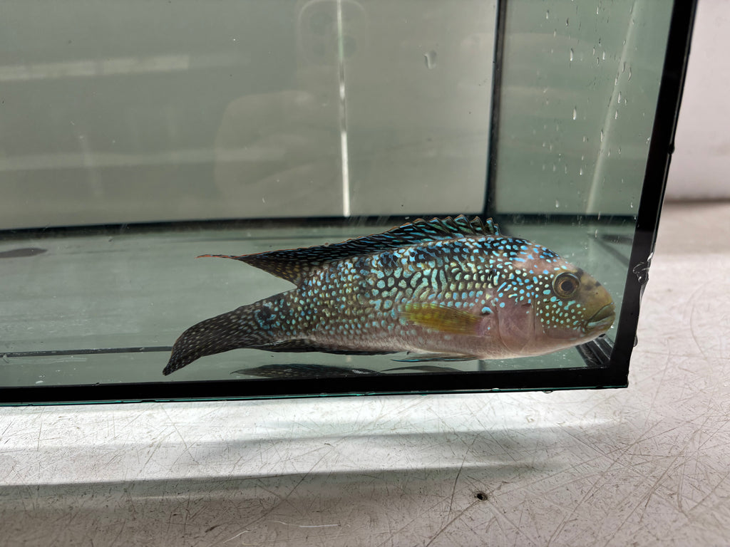 Jack Dempsey Cichlid