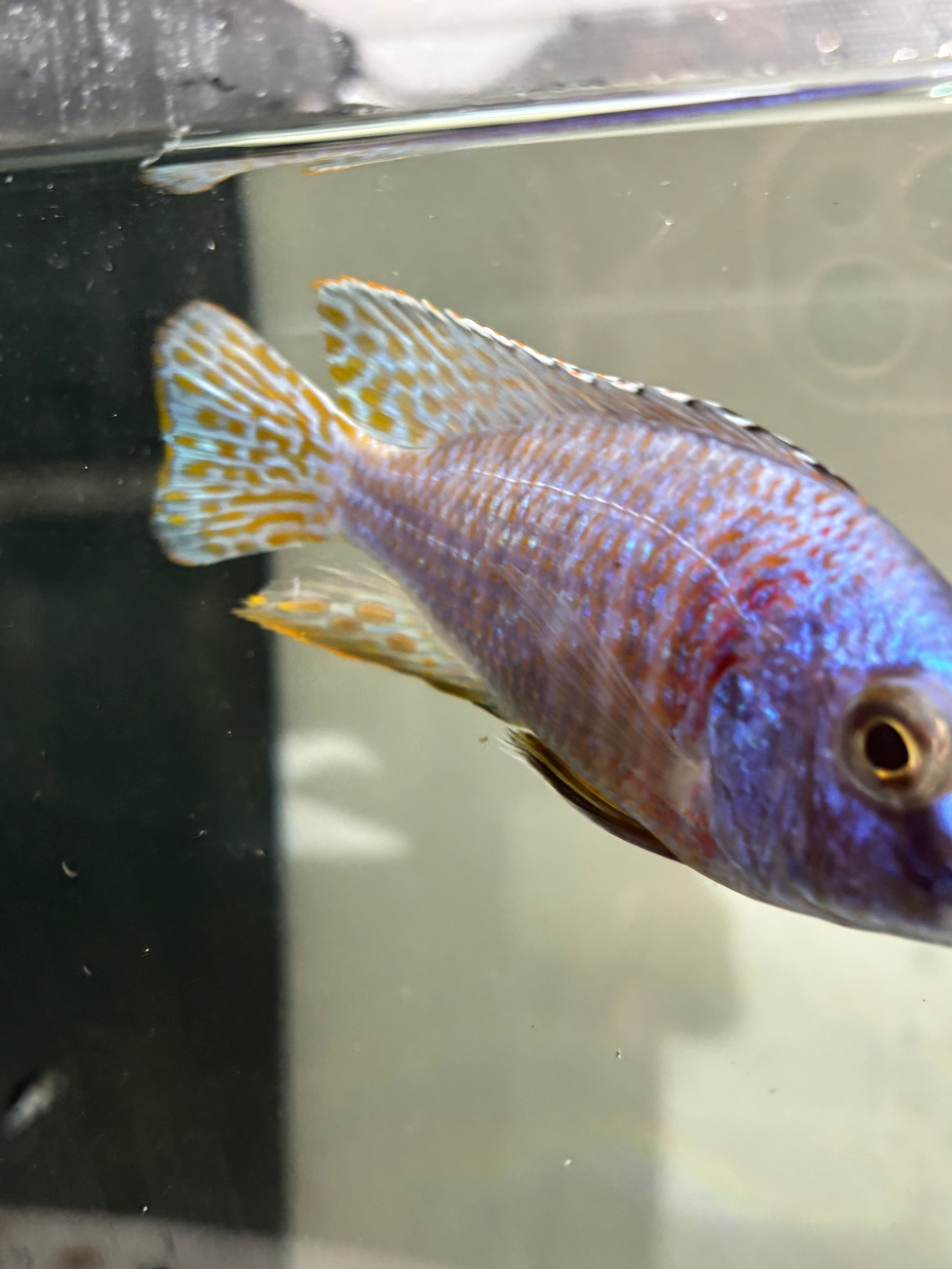 Regal Blue Peacock African Cichlid