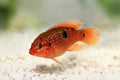 Red jewel cichild with a black spot on a light gravel background