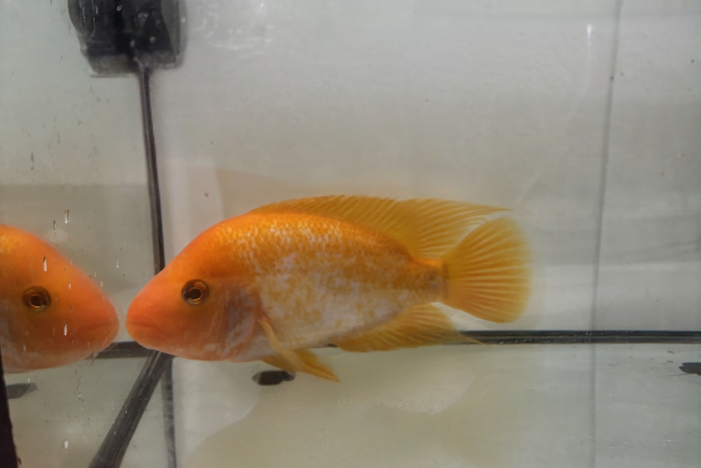 Red Devil Cichlid