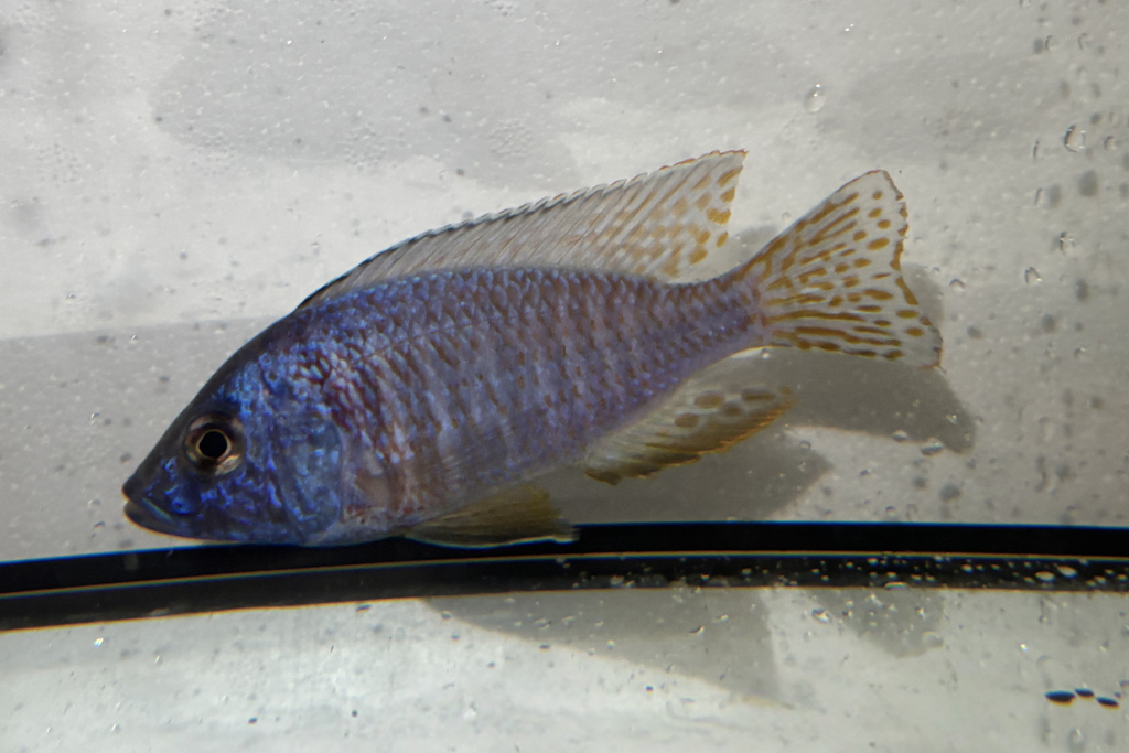 Regal Blue Peacock African Cichlid
