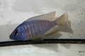 Regal Blue Peacock African Cichlid