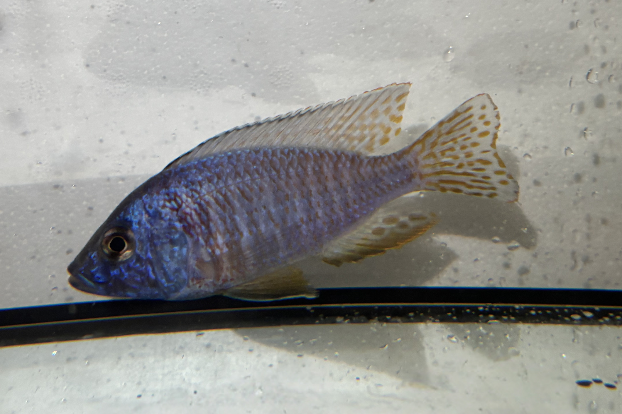 Regal Blue Peacock African Cichlid