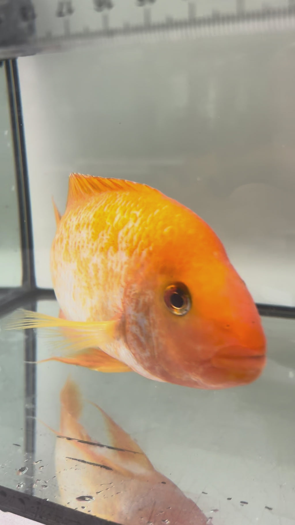 Red Devil Cichlid