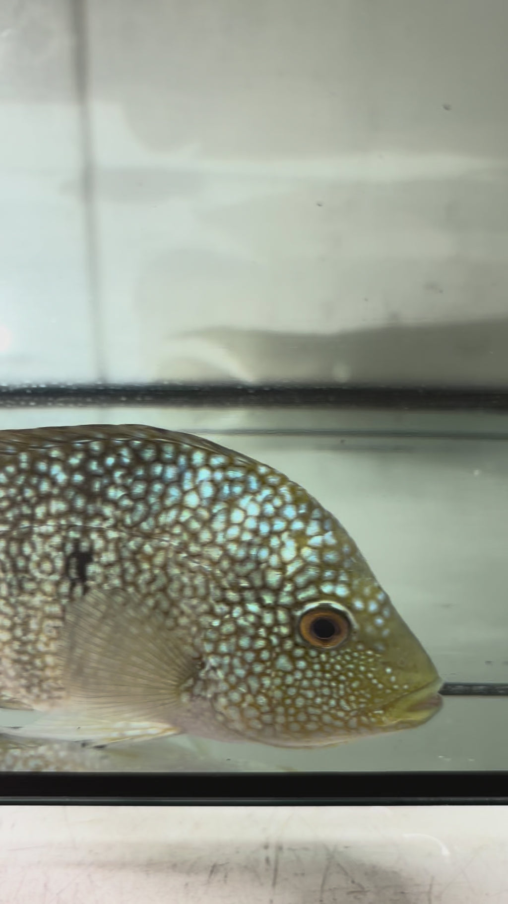 Green Texas Cichlid